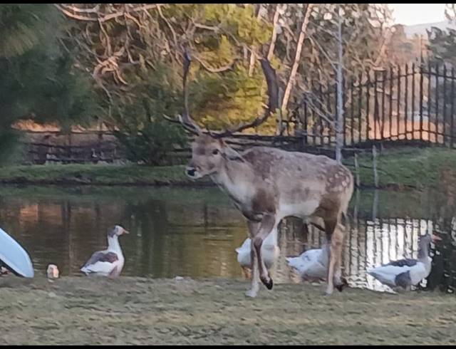 LAND FOR SALE IN RIETFONTEIN